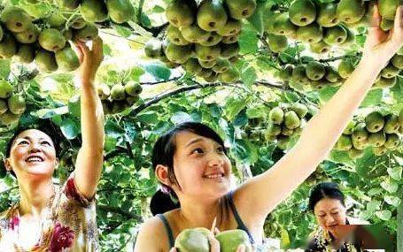從田野到風景 農業園區向休閑旅游景區轉型升級的路徑探索