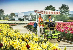 重陽佳節游嵖岈，百合溫泉醉金秋——駐馬店嵖岈山溫泉小鎮七彩百合園重陽月惠游活動正式啟動